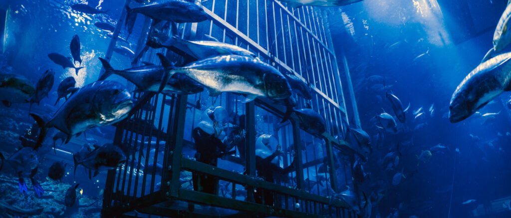 DubaiAquarium 7 1024x437