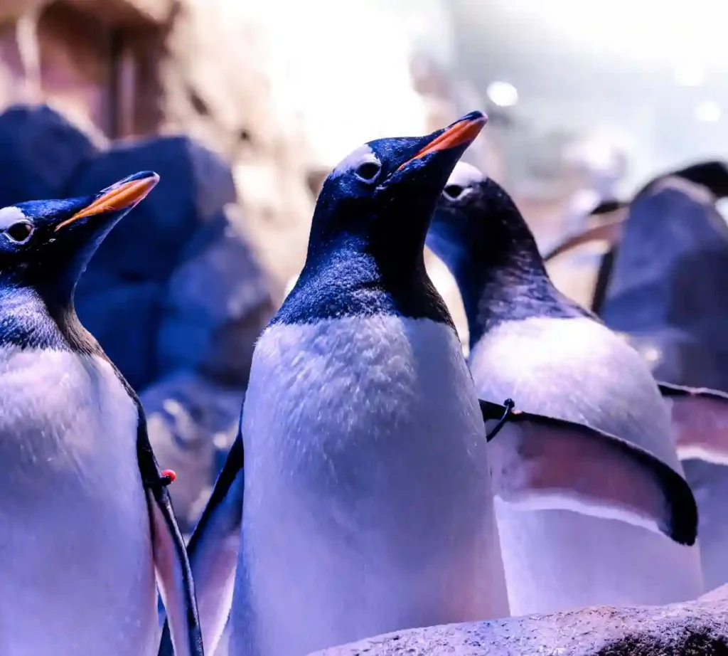 Penguin Encounter DAUZ129 1024x922